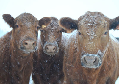 winter group of cow, valley springs farm, reedsburg, WI