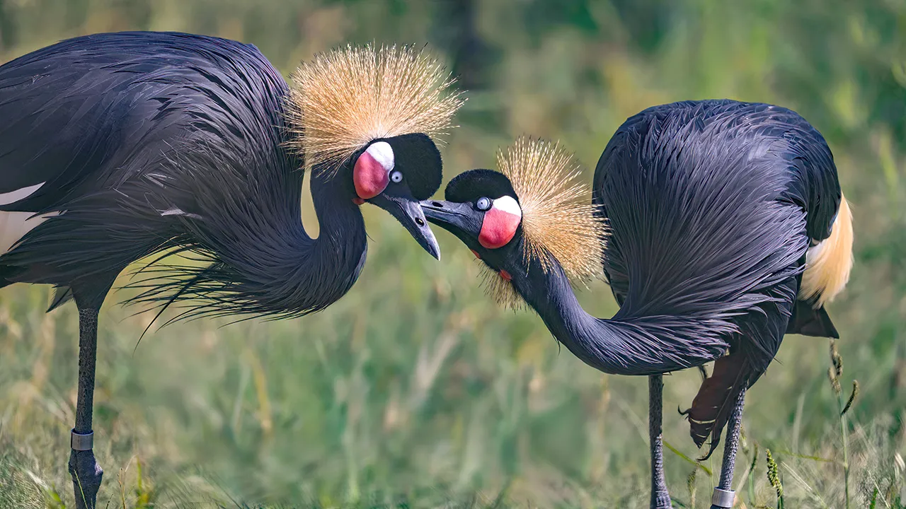 Two black crowned cranes with distinctive golden feather crowns and red facial markings standing face to face in a grassy habitat.